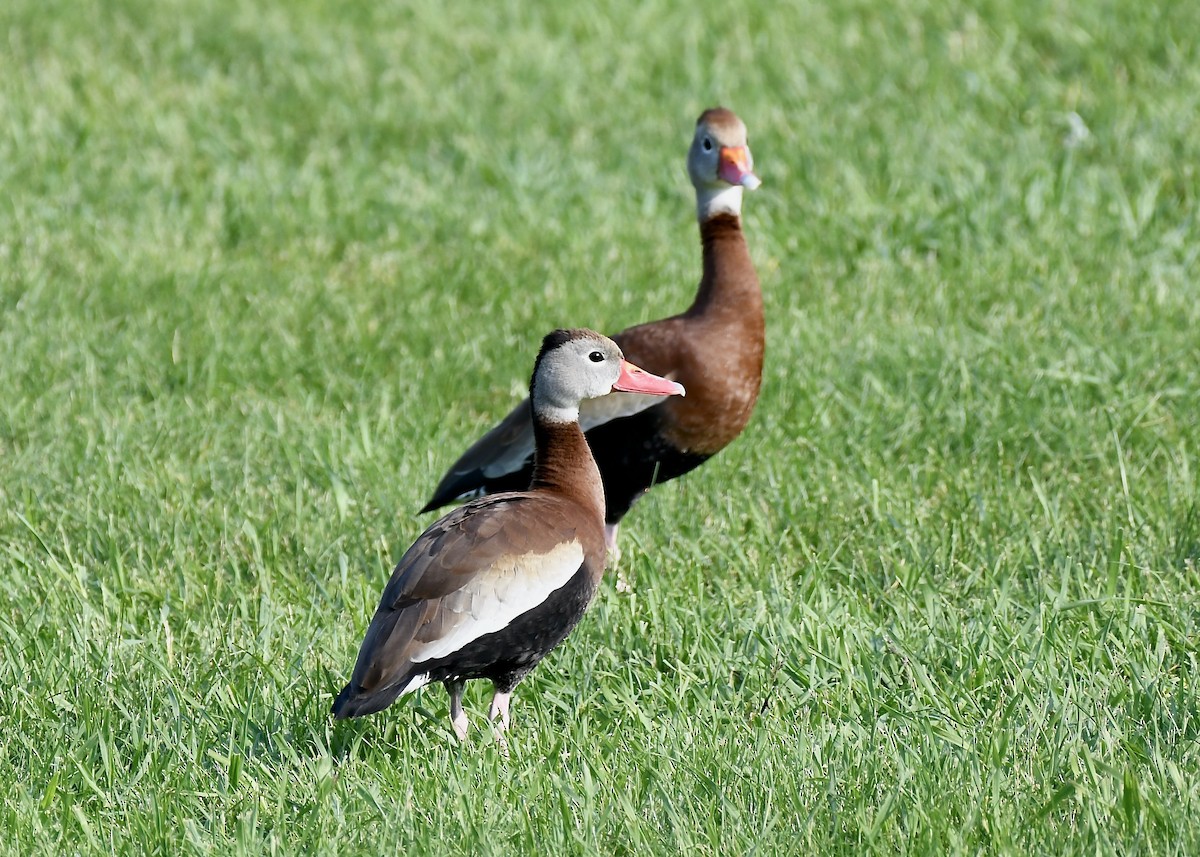 Black-bellied Whistling-Duck - ML637266829