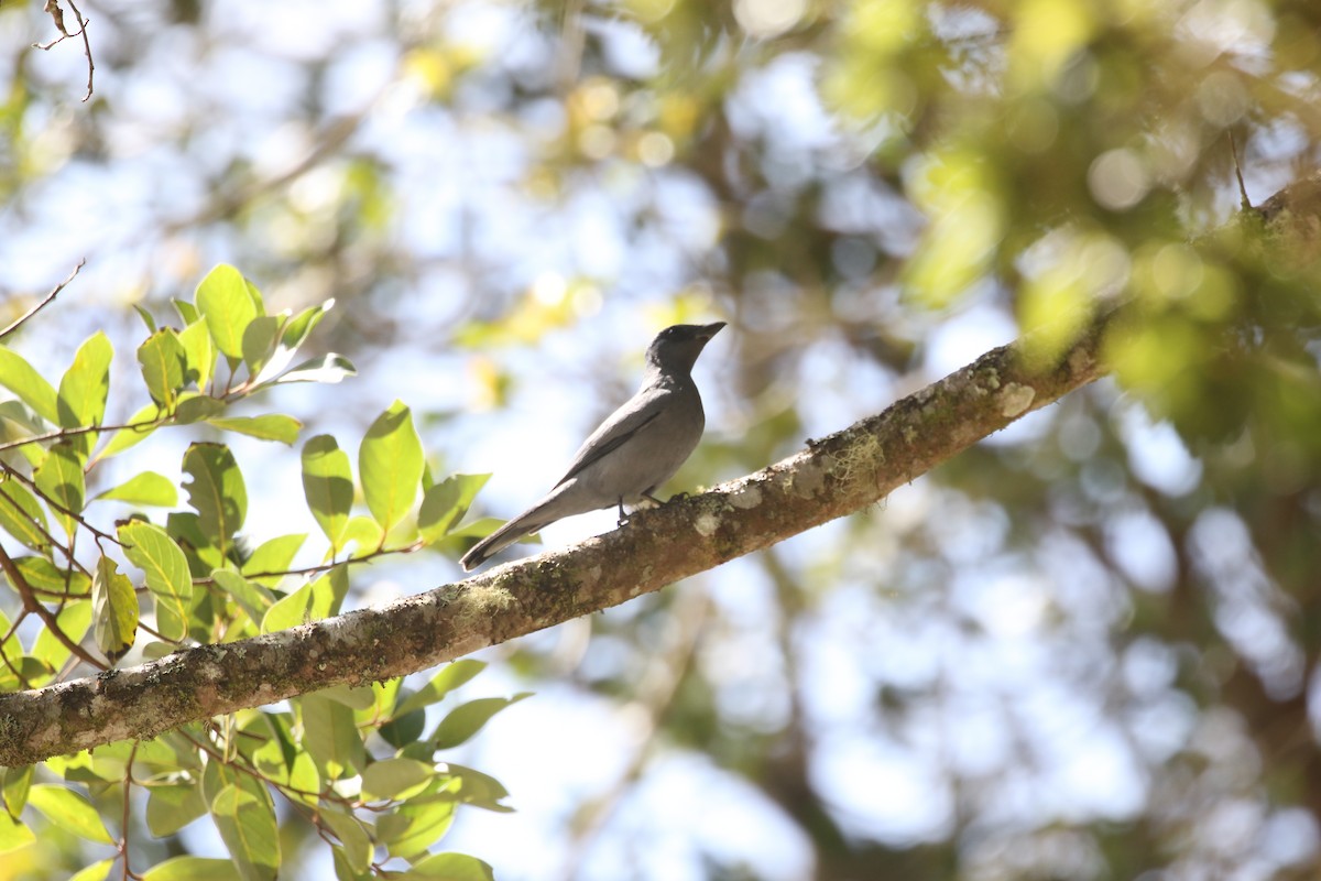 Sunda Cuckooshrike - ML637266841