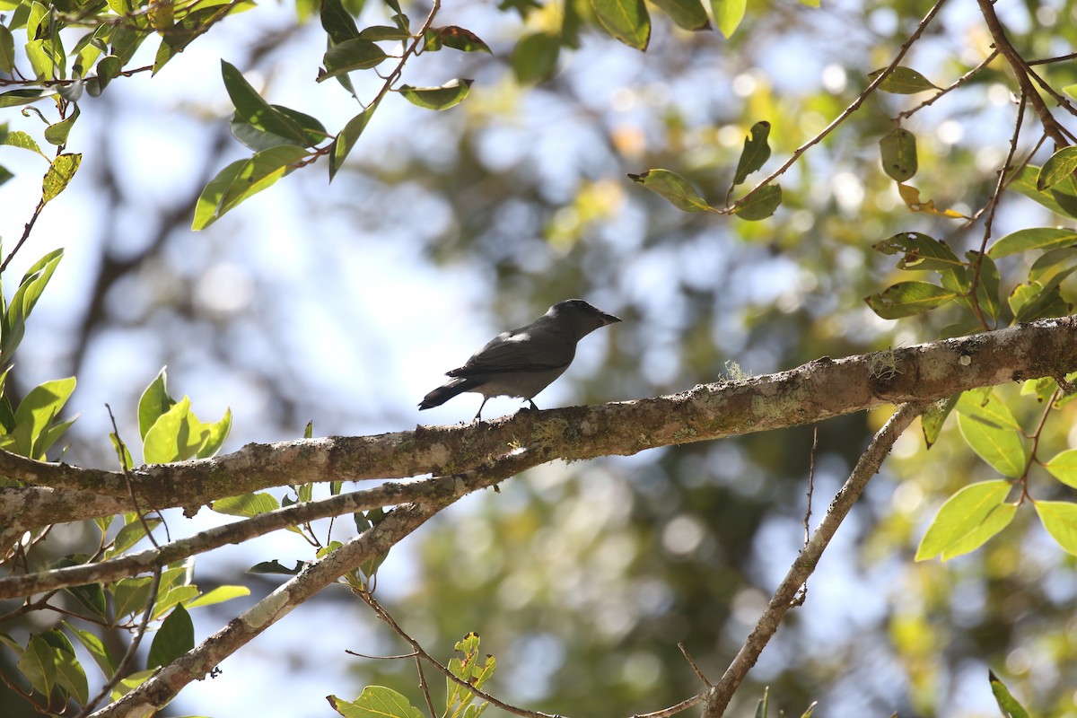 Sunda Cuckooshrike - ML637266843