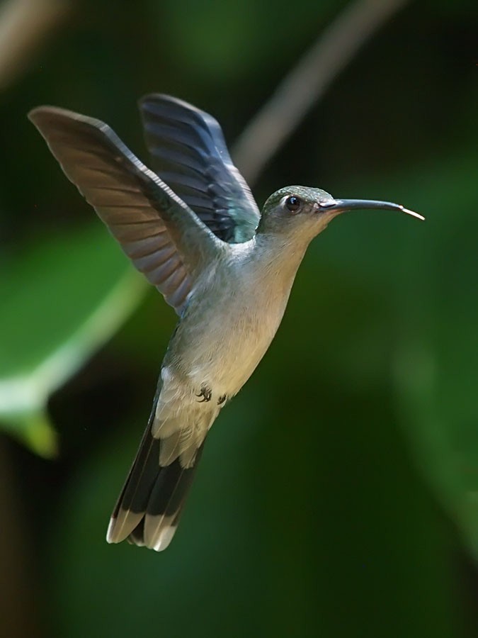 Gray-breasted Sabrewing - ML637266849
