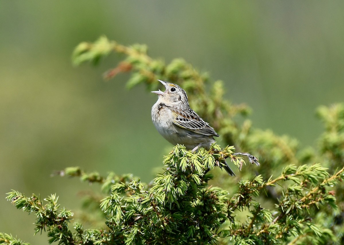 Grasshopper Sparrow - ML637266878