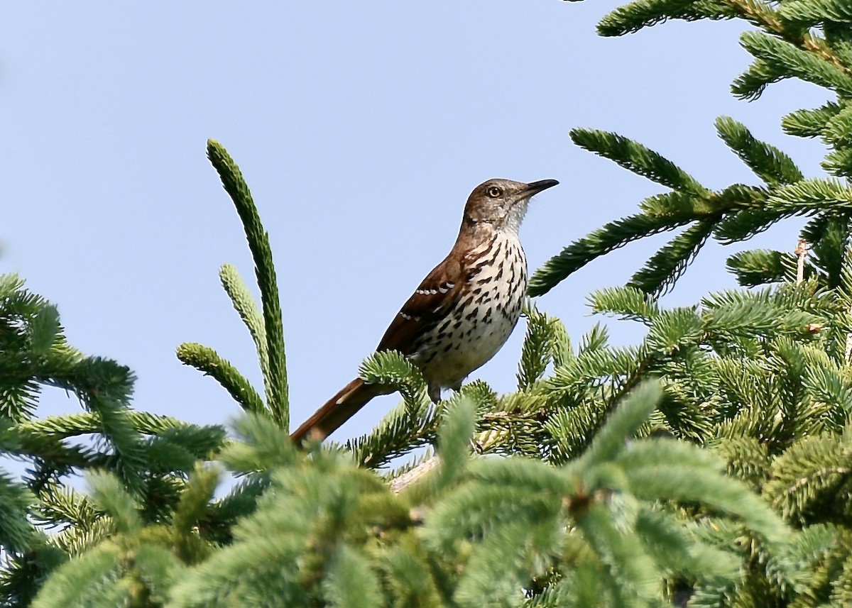 Brown Thrasher - ML637266883