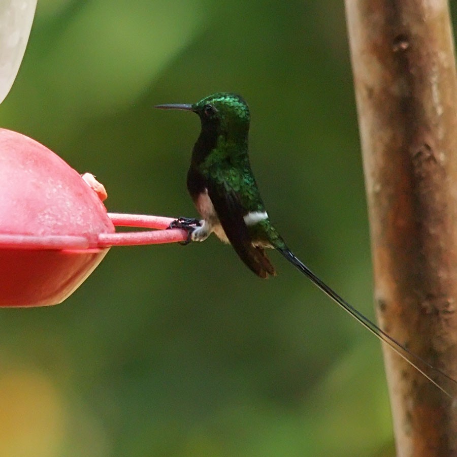 Black-bellied Thorntail - ML637266919