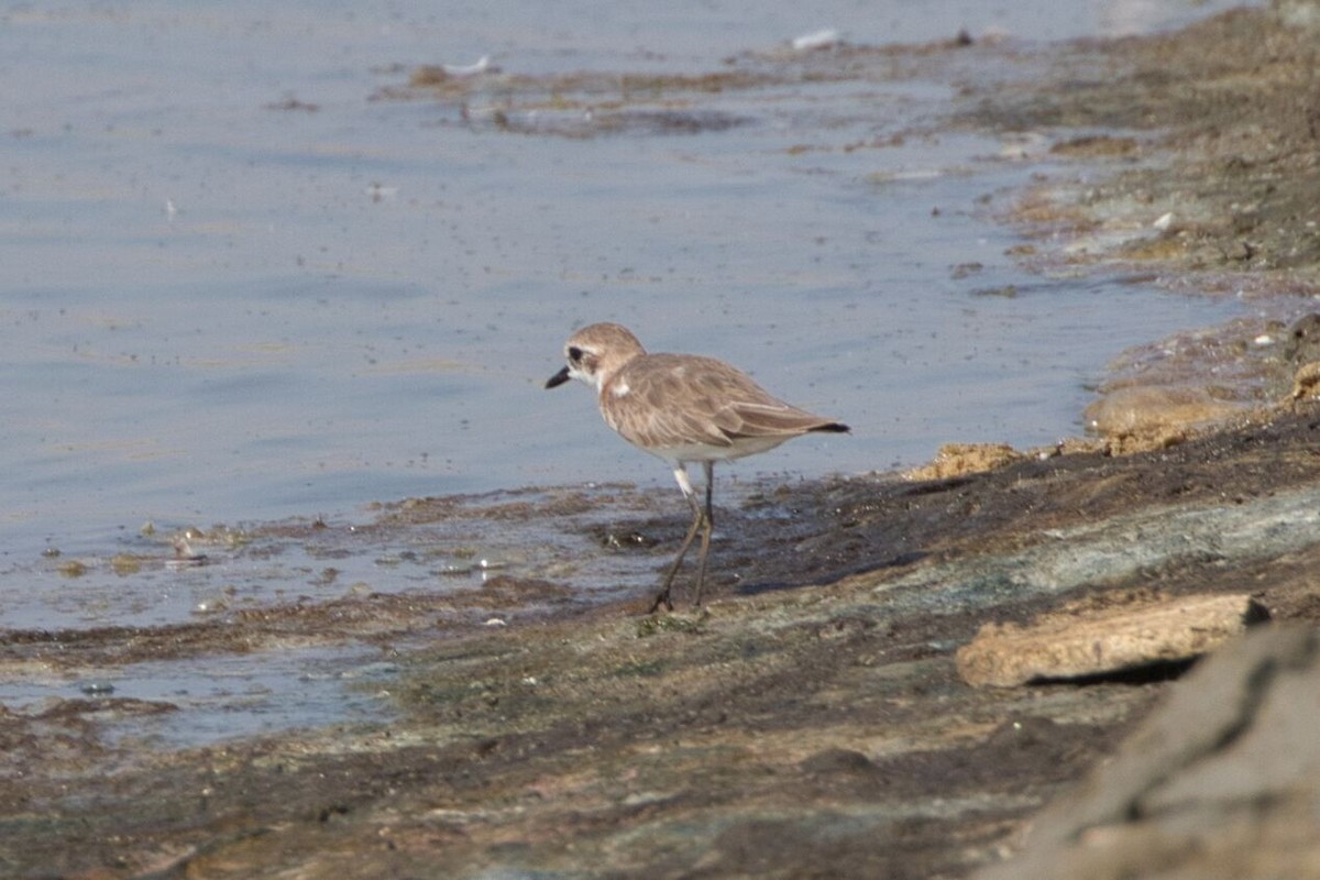 Greater Sand-Plover - ML637267056