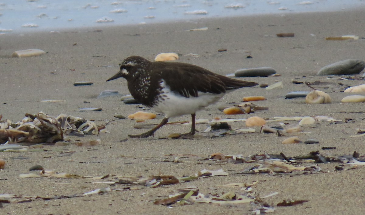 Black Turnstone - ML637267062
