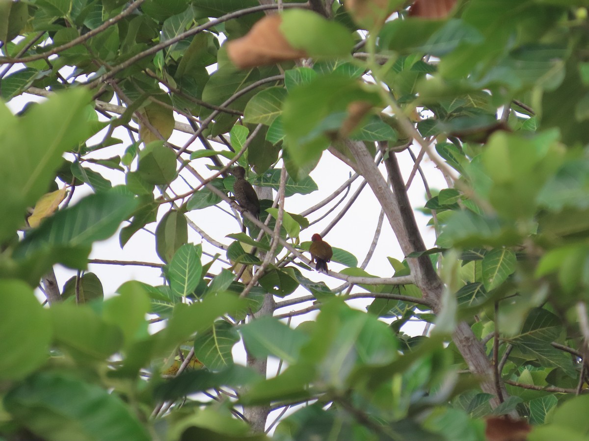 Green-backed Woodpecker - ML637267078