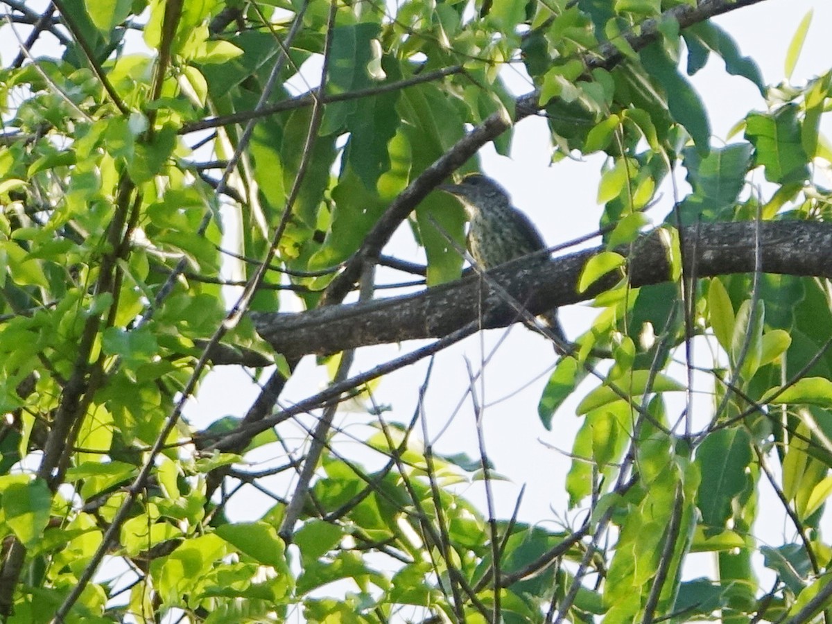 Antillean Piculet - ML637267101