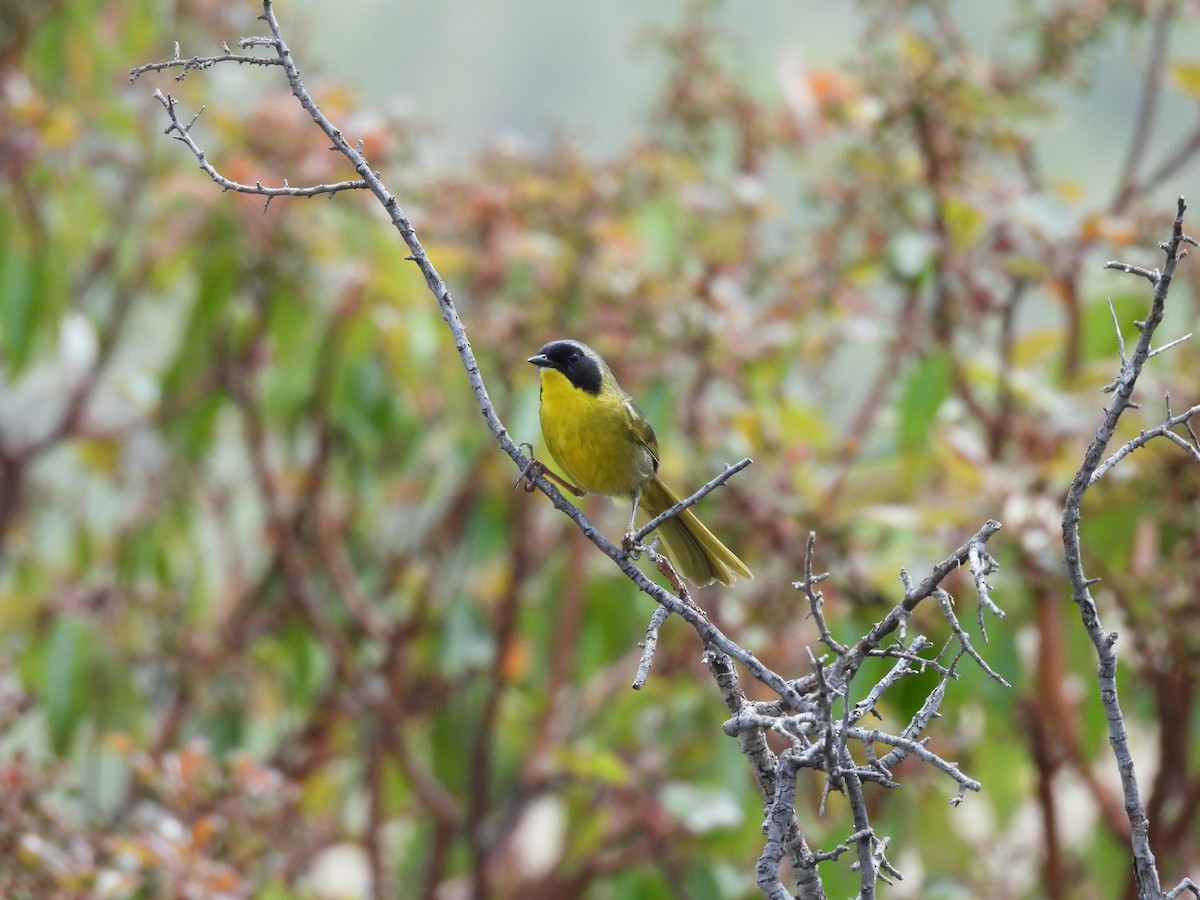 Hooded Yellowthroat - ML637267130