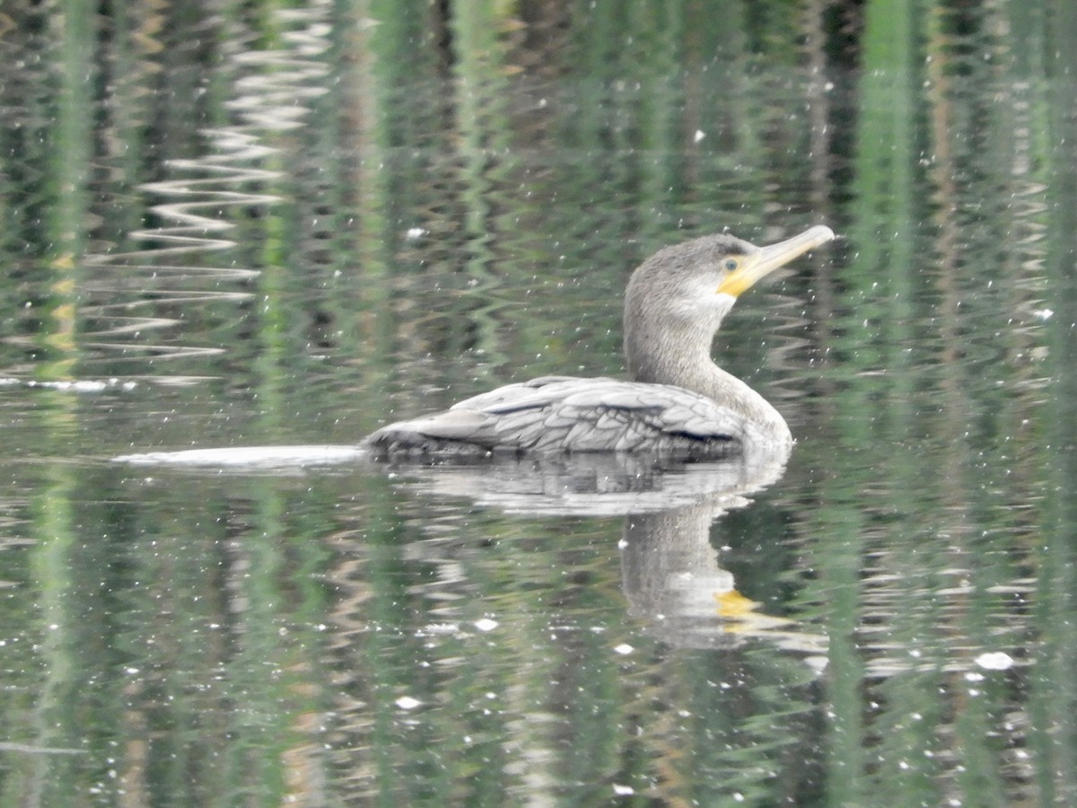 cormorant sp. - ML637267143