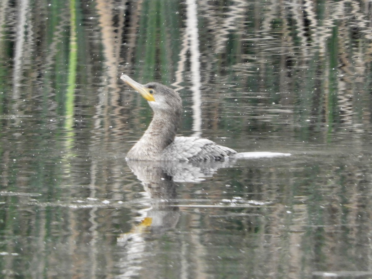 cormorant sp. - ML637267144