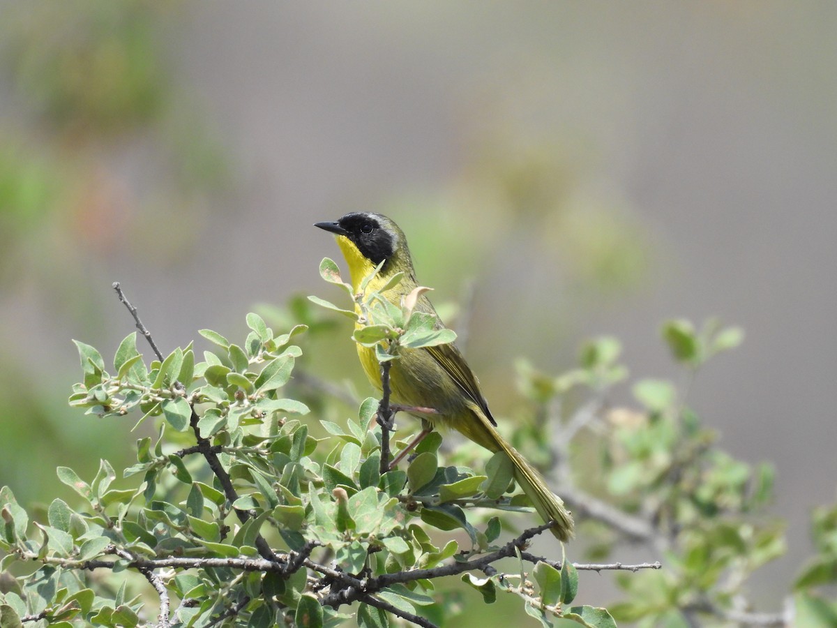 Hooded Yellowthroat - ML637267194