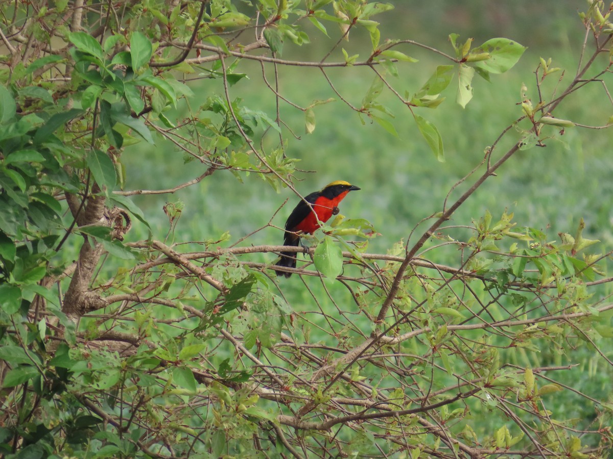Yellow-crowned Gonolek - ML637267207