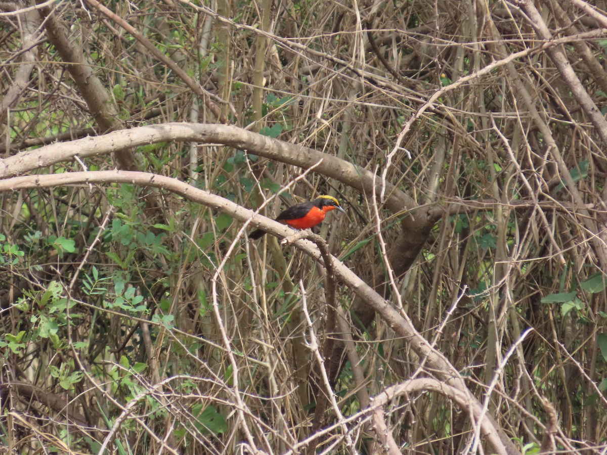 Yellow-crowned Gonolek - ML637267208