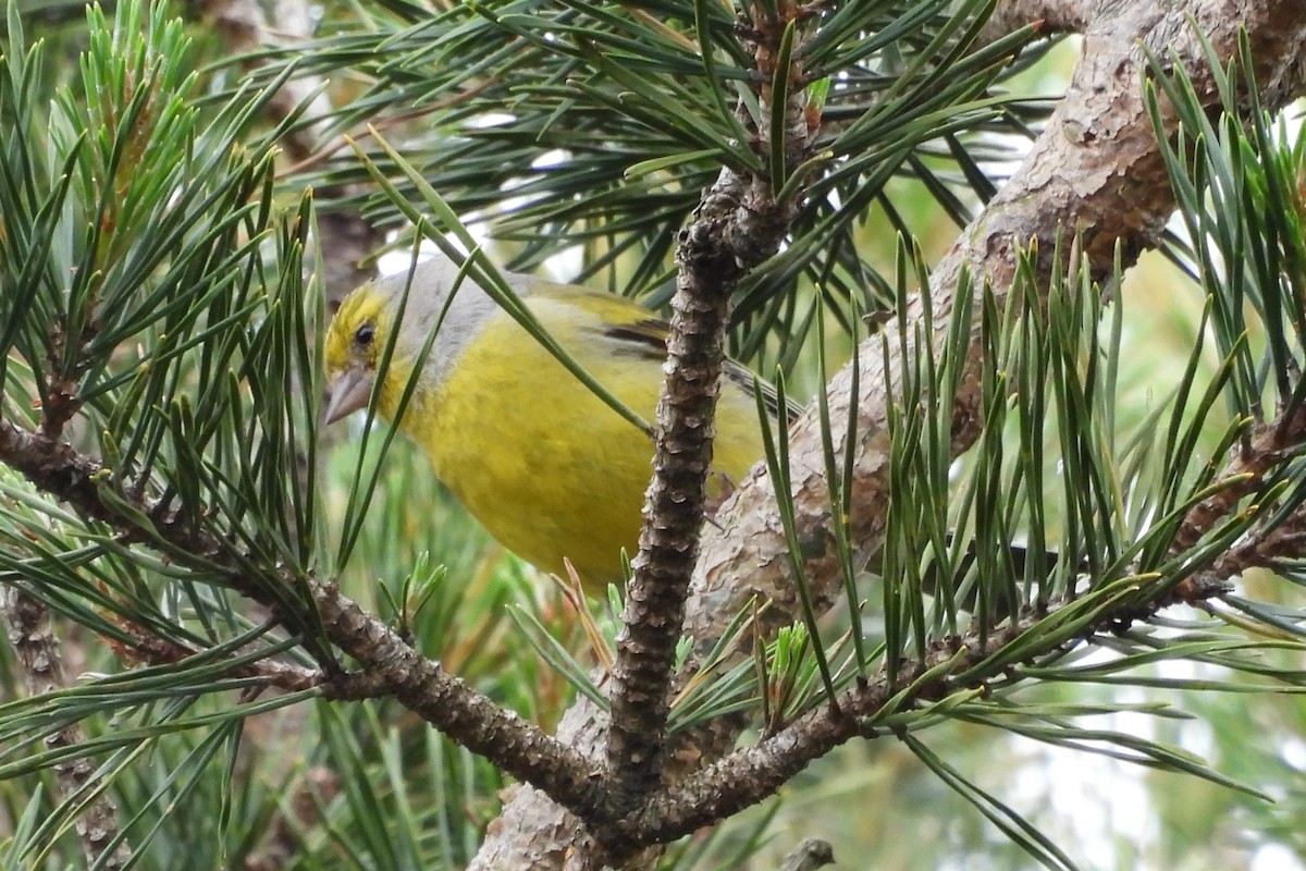Citril Finch - ML637267223