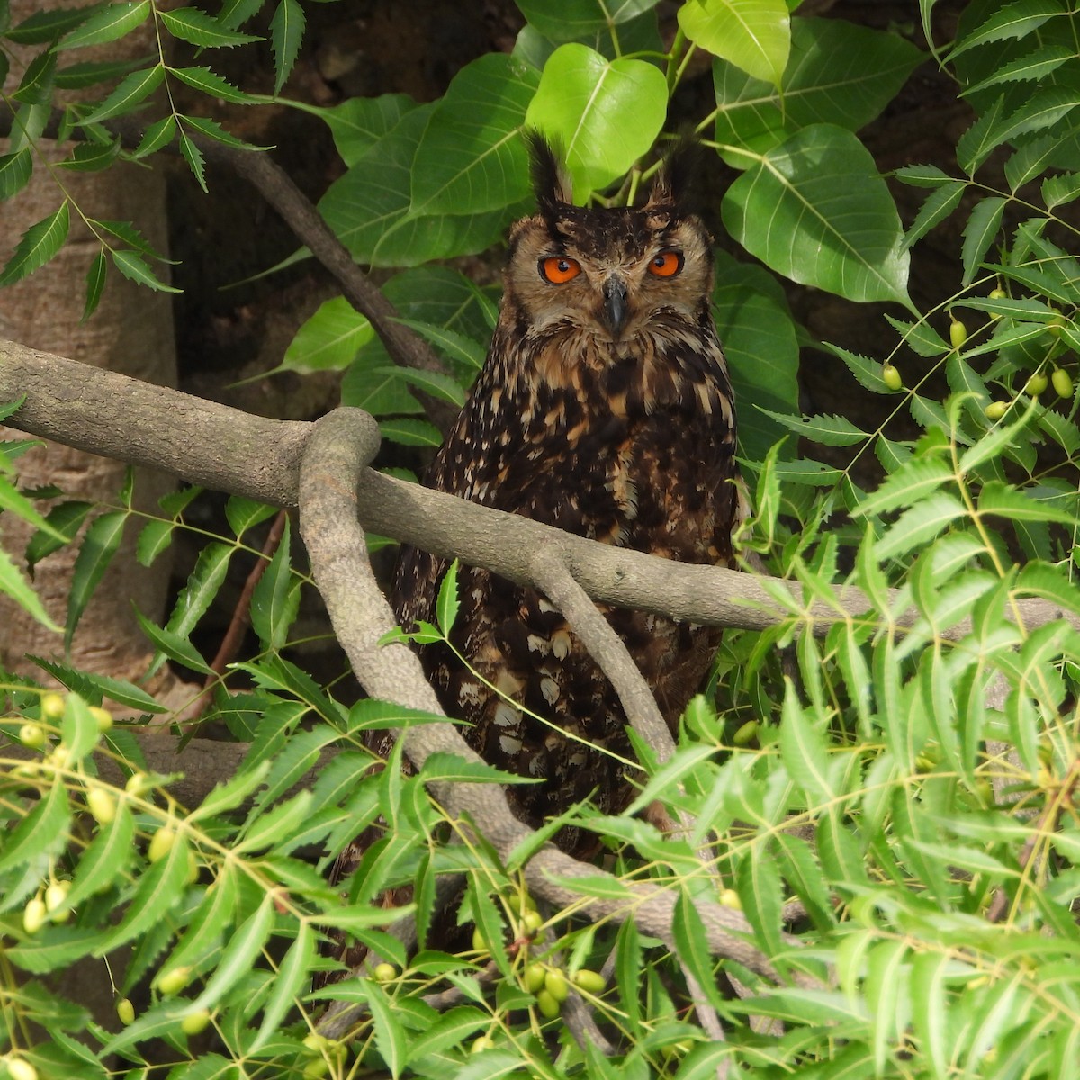 Rock Eagle-Owl - ML637267257