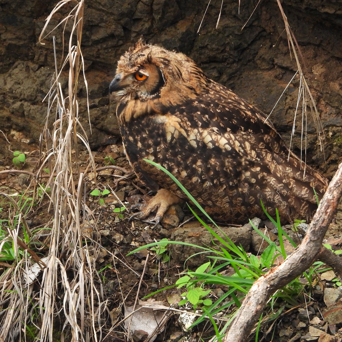 Rock Eagle-Owl - ML637267263