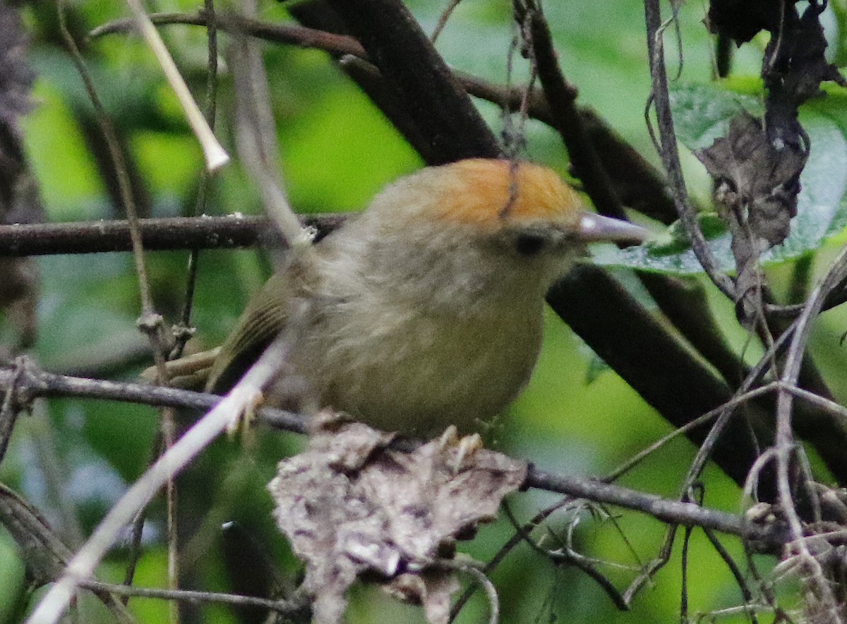 Rufous-fronted Babbler - ML637267277