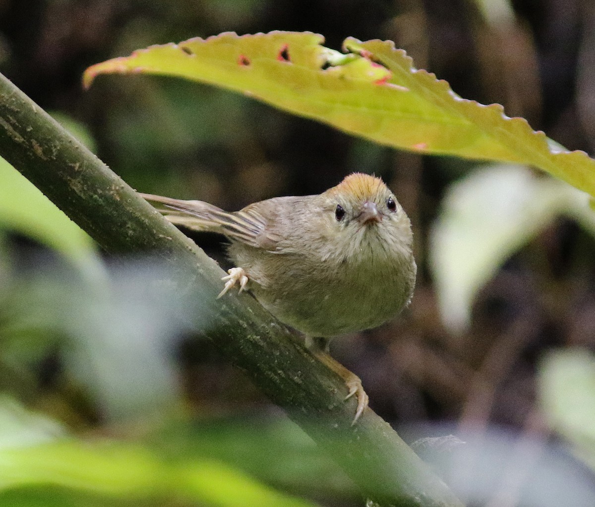 Rufous-fronted Babbler - ML637267278