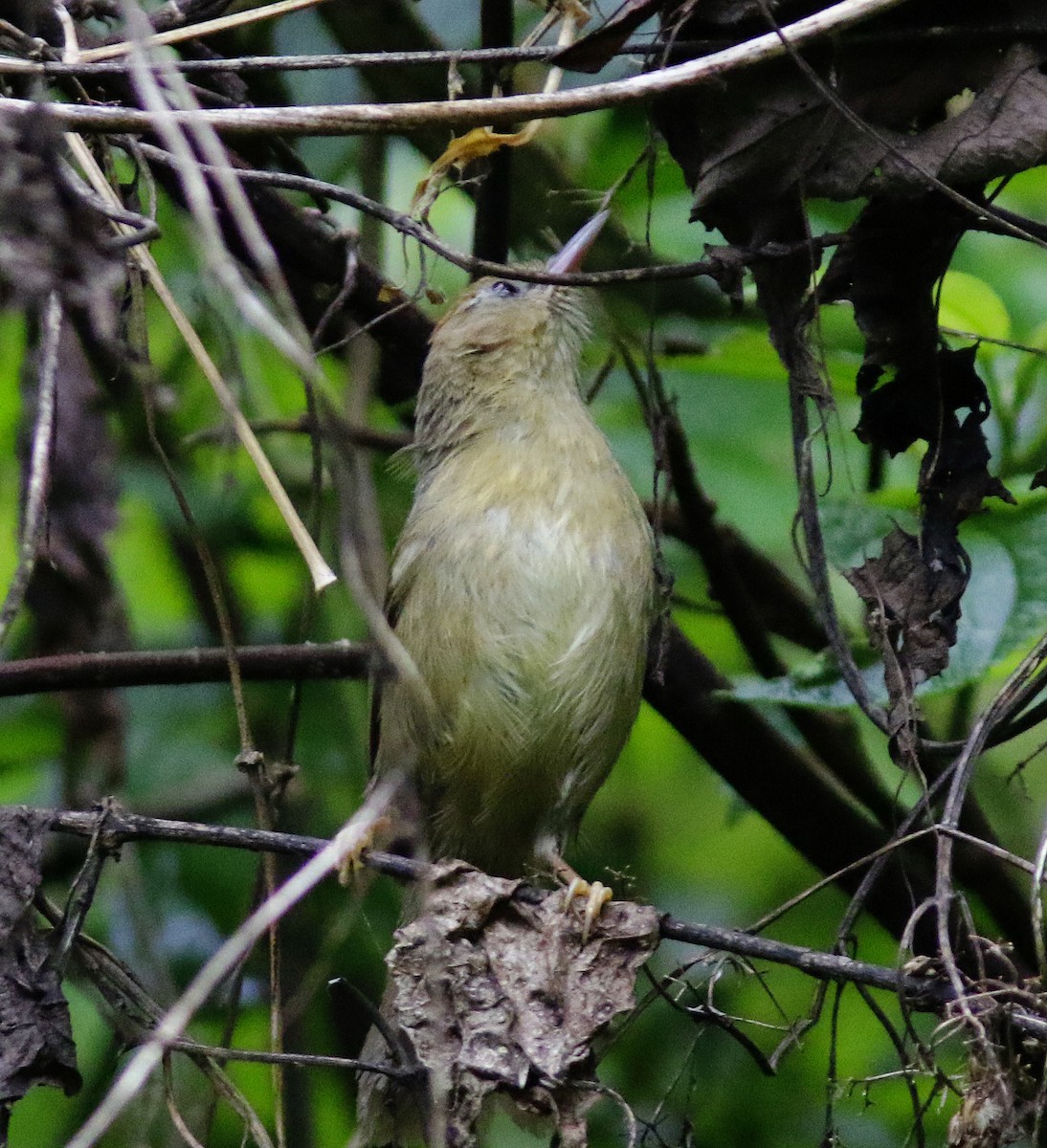 Rufous-fronted Babbler - ML637267279