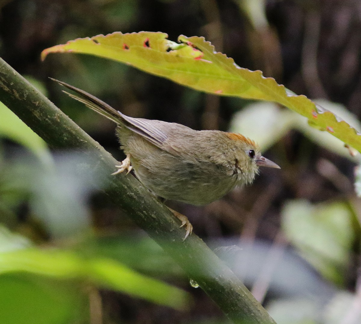 Rufous-fronted Babbler - ML637267280