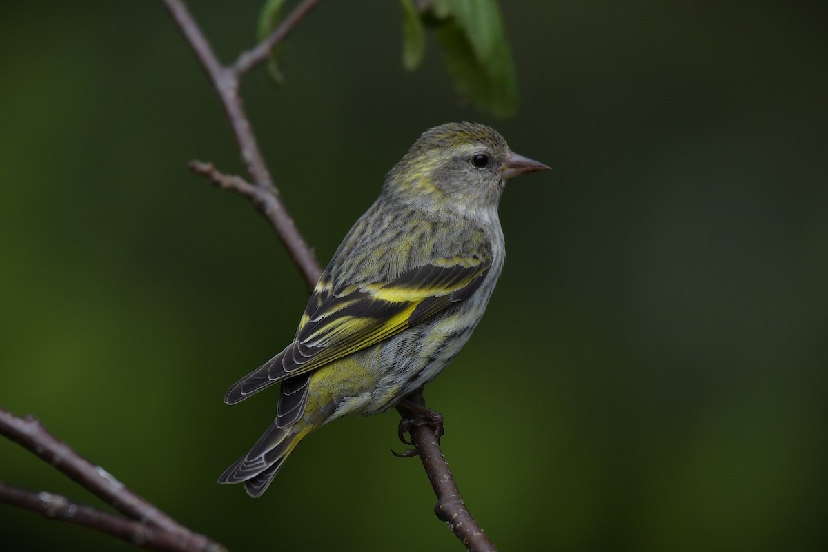 Pine Siskin (green morph) - ML637267295