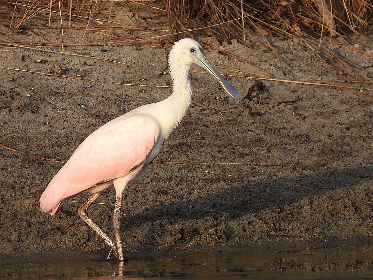 Roseate Spoonbill - ML637267298