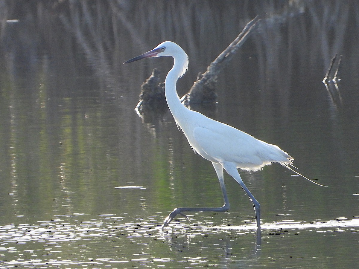 Reddish Egret - ML637267307