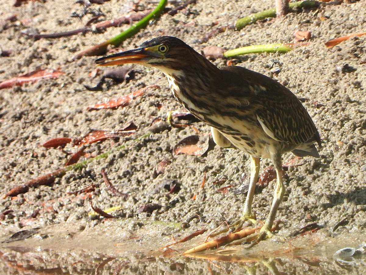 Green Heron - ML637267311