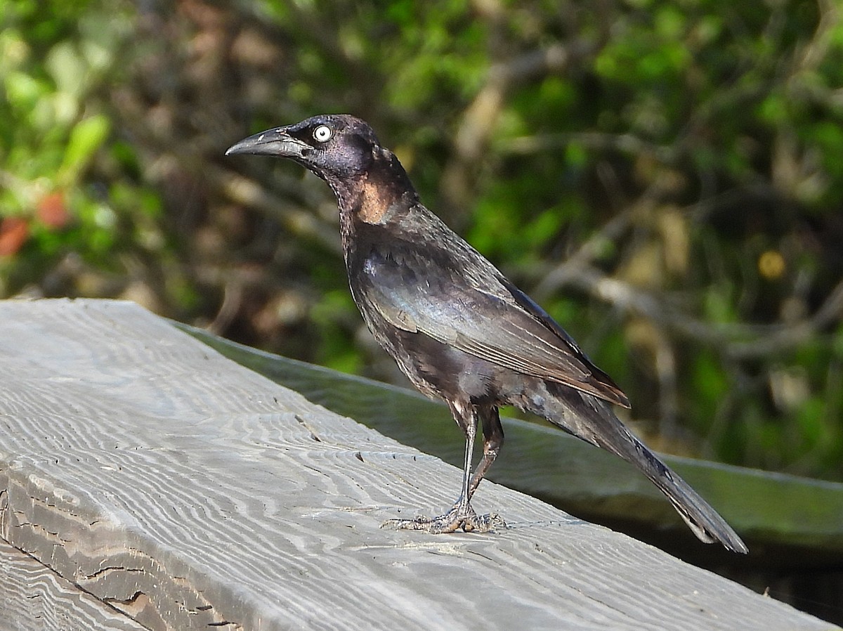 Common Grackle - ML637267325
