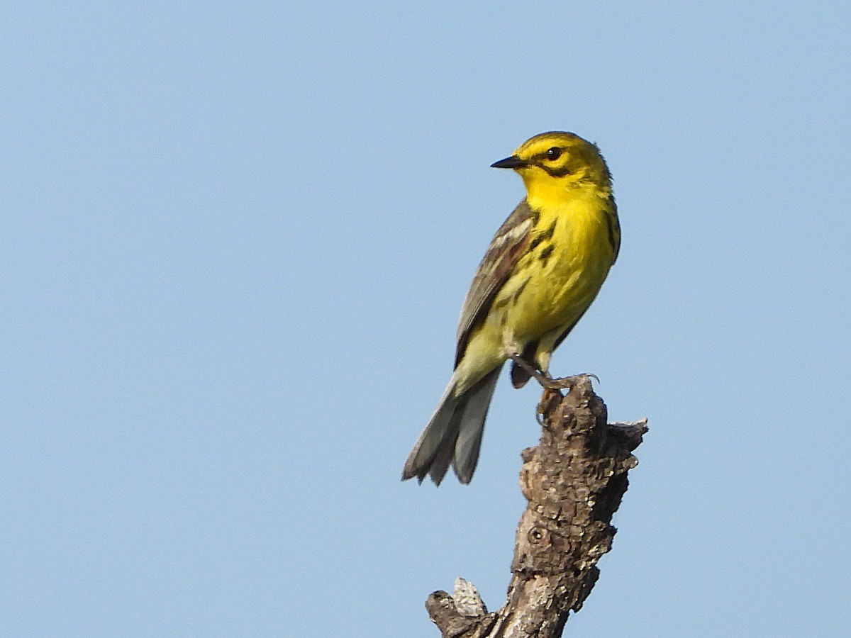 Prairie Warbler - ML637267338