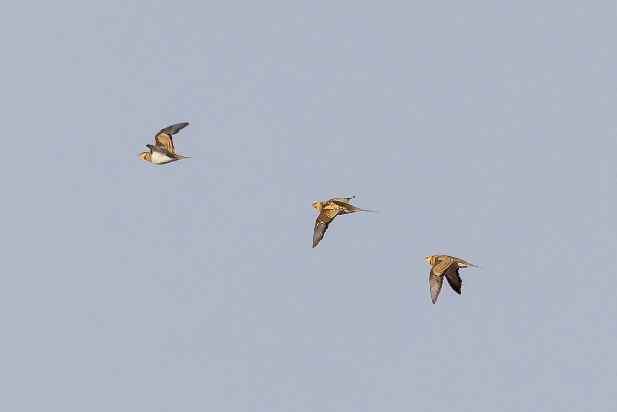 Pin-tailed Sandgrouse (Iberian) - ML637267450