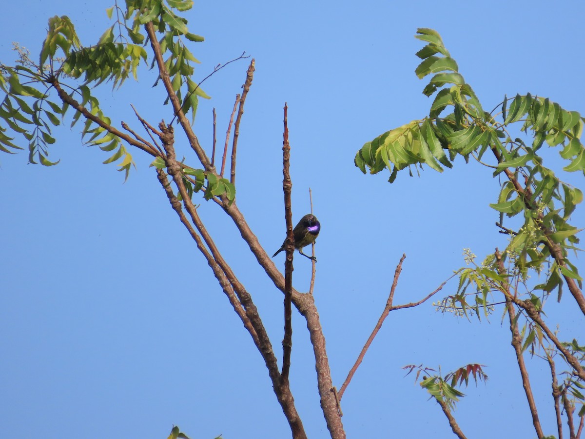 Copper Sunbird - ML637267477