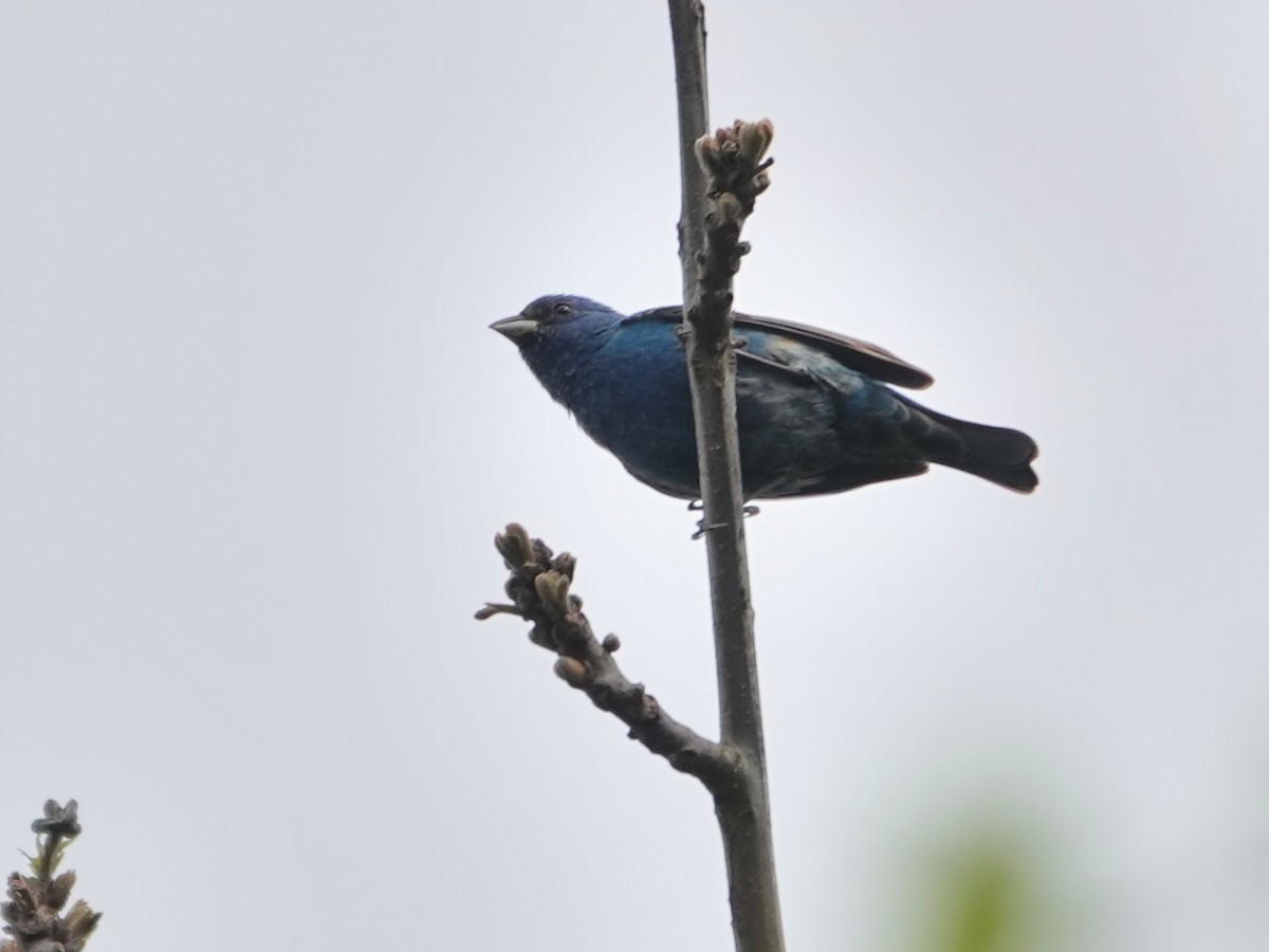 Indigo Bunting - ML637267523