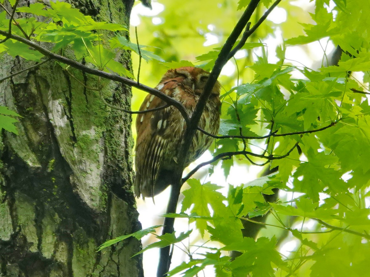 Eastern Screech-Owl - ML637267541