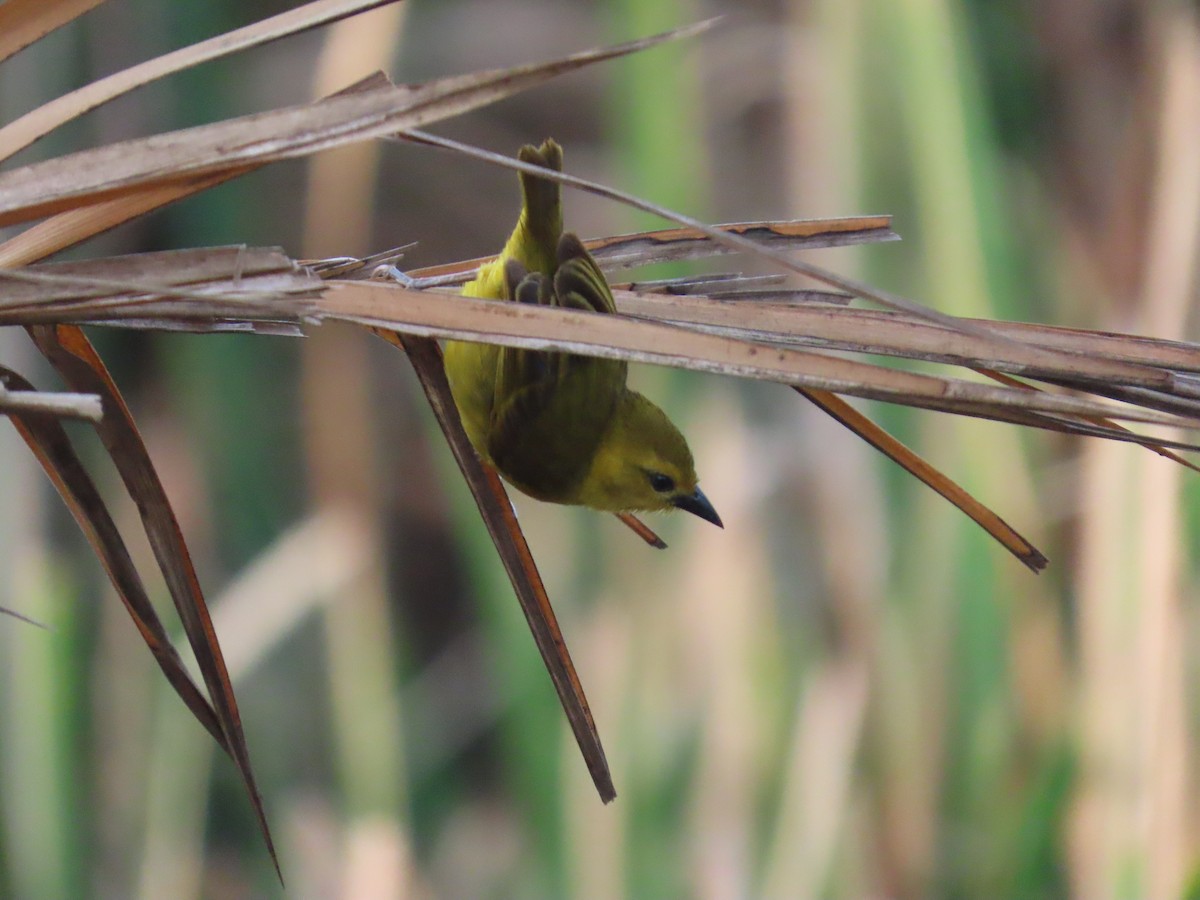 Slender-billed Weaver - ML637267542