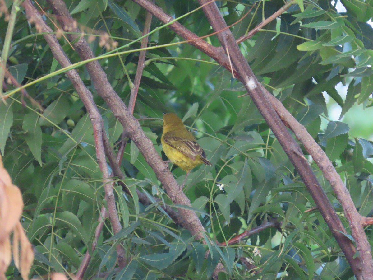 Slender-billed Weaver - ML637267543