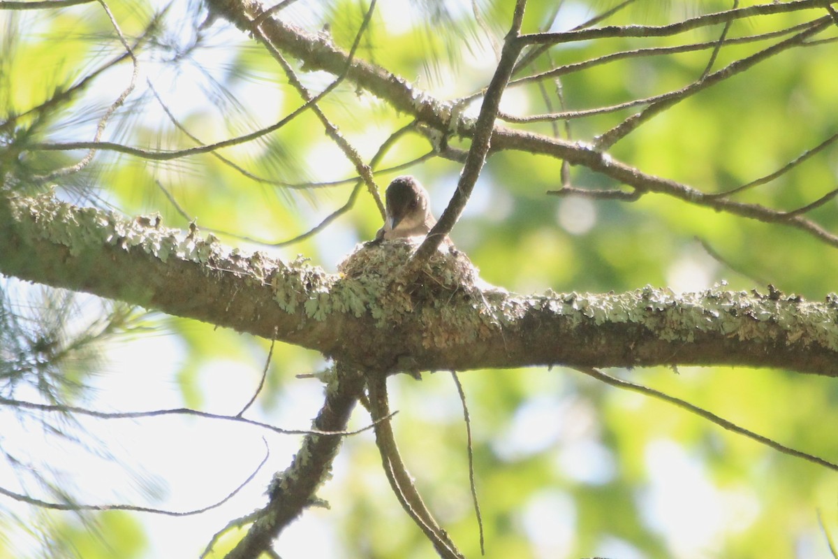 Eastern Wood-Pewee - ML637267563