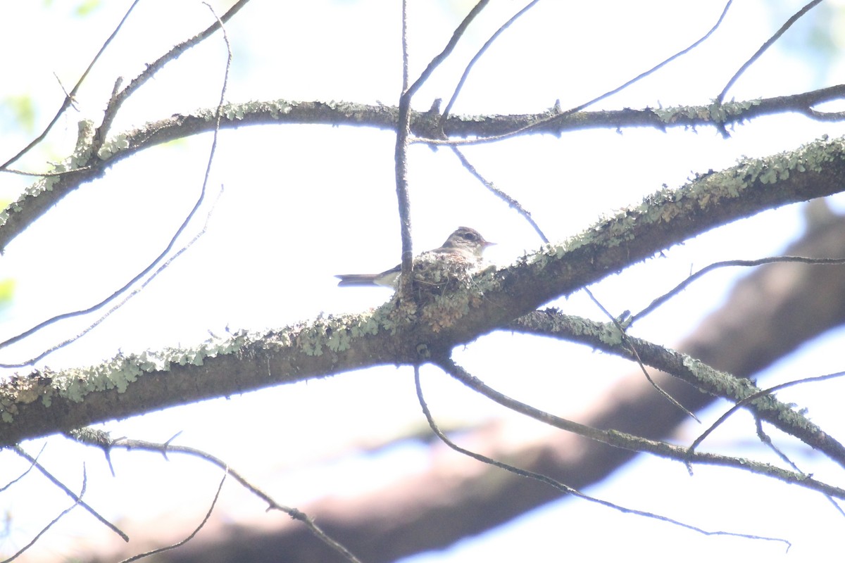 Eastern Wood-Pewee - ML637267564
