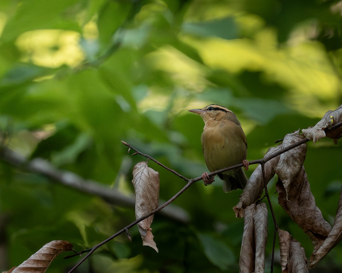 Worm-eating Warbler - ML637267565