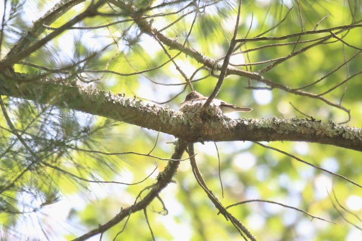 Eastern Wood-Pewee - ML637267566