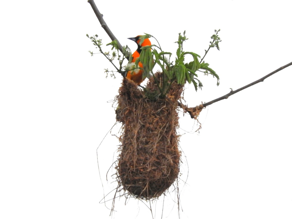 Streak-backed Oriole - ML637267576