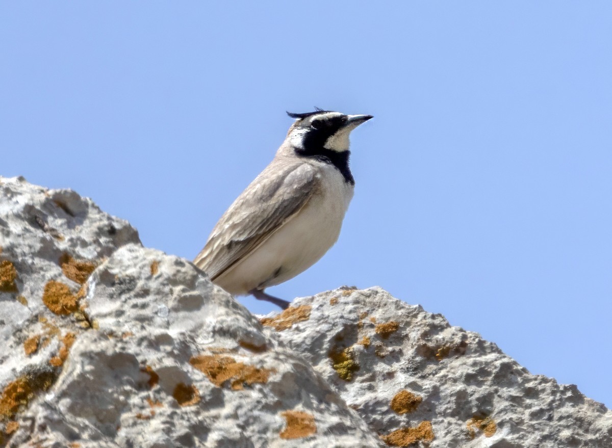 Horned Lark (Black-necklaced) - ML637267579