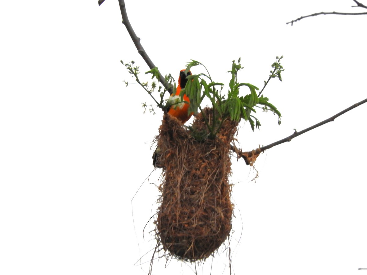 Streak-backed Oriole - ML637267591