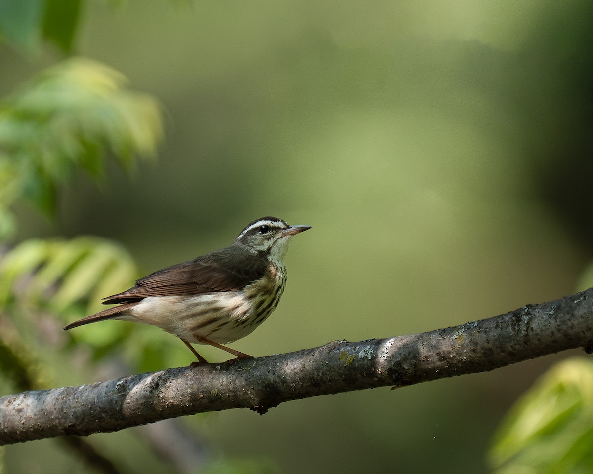 Louisiana Waterthrush - ML637267609