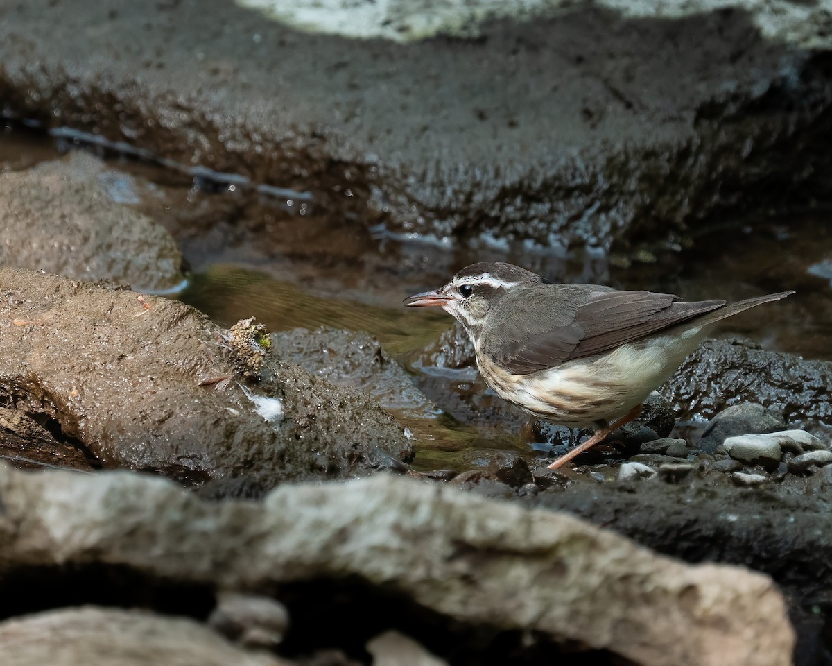 Louisiana Waterthrush - ML637267610