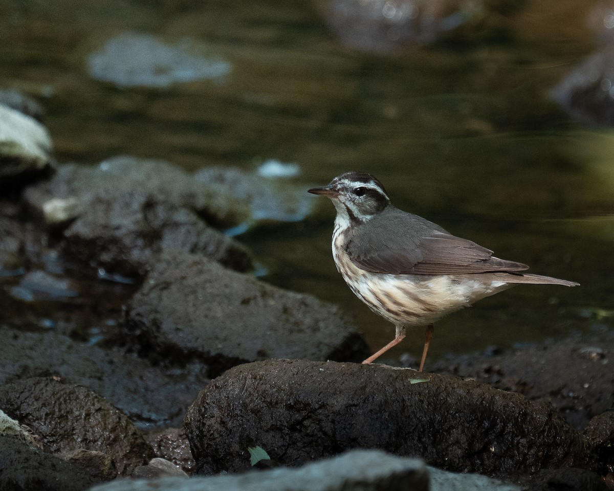 Louisiana Waterthrush - ML637267611