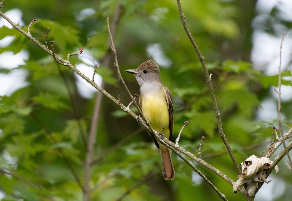 Great Crested Flycatcher - ML637267725