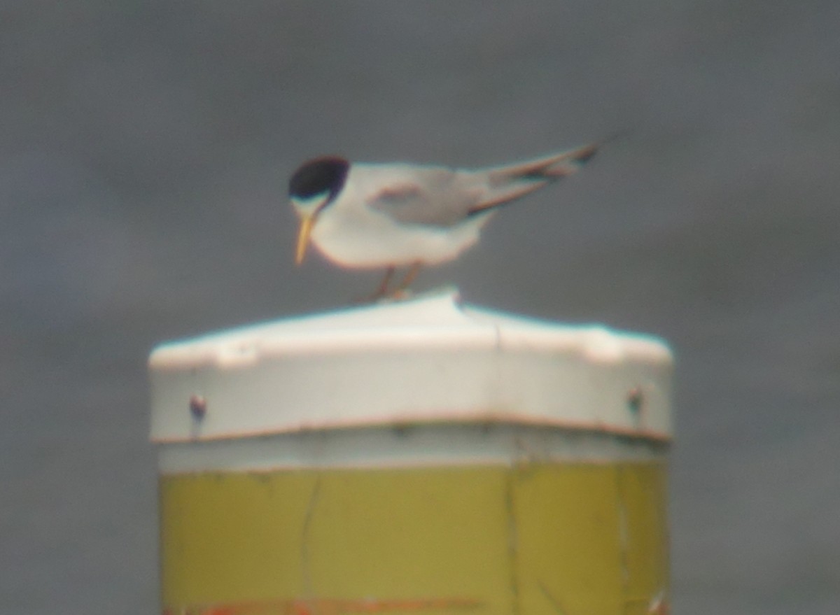 Least Tern - ML637267787