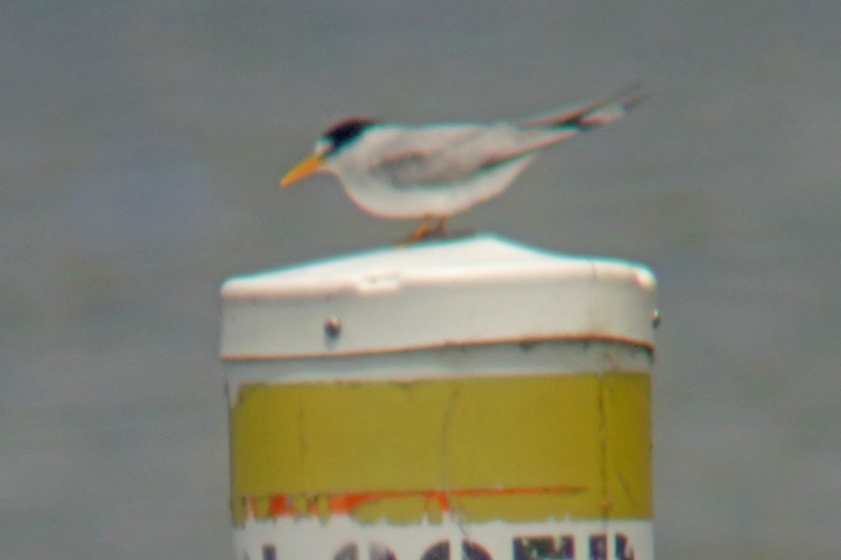 Least Tern - ML637267791
