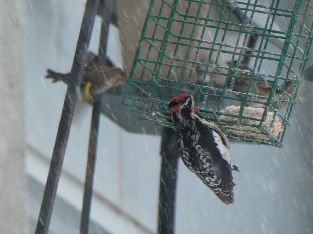 Red-naped Sapsucker - ML637267808